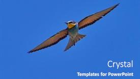  Presentation with sky blue - Colorful slide set enhanced with european-bee-eater-merops-apiaster backdrop and a teal colored foreground