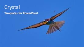  Presentation with bee - Presentation theme consisting of european-bee-eater-merops-apiaster background and a teal colored foreground