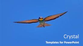  Presentation with blue sky - Beautiful slide set featuring european-bee-eater-merops-apiaster backdrop and a teal colored foreground