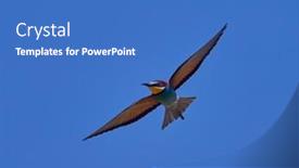  Presentation with law blue sky scales of justice - Presentation design with european-bee-eater-merops-apiaster background and a teal colored foreground