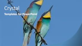  Presentation with bee - Theme with european bee-eater outdoor background and a teal colored foreground