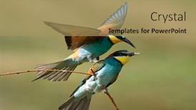  Presentation with eaters - Slides enhanced with european-bee-eaters-merops-apiaster background and a coral colored foreground