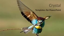  Presentation with eaters - Colorful PPT layouts enhanced with european-bee-eaters-merops-apiaster backdrop and a coral colored foreground