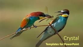  Presentation with eaters - Cool new PPT theme with european-bee-eaters-merops-apiaster backdrop and a tawny brown colored foreground