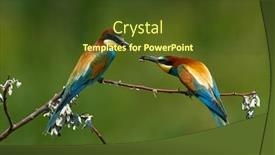  Presentation with eaters - Beautiful presentation theme featuring european-bee-eaters-merops-apiaster backdrop and a tawny brown colored foreground