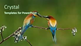  Presentation with eaters - Presentation featuring european-bee-eaters-merops-apiaster background and a tawny brown colored foreground