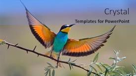  Presentation with eaters - Colorful PPT theme enhanced with european-bee-eaters-merops-apiaster backdrop and a light blue colored foreground