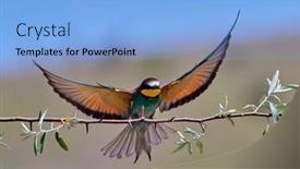  Presentation with eaters - Cool new theme with european-bee-eaters-merops-apiaster backdrop and a light blue colored foreground