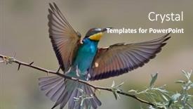 Presentation with eaters - Presentation theme featuring european-bee-eaters-merops-apiaster background and a gray colored foreground