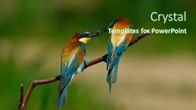  Presentation with eaters - Theme consisting of european-bee-eaters-merops-apiaster background and a tawny brown colored foreground