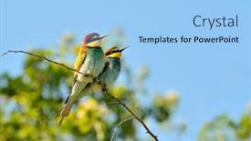  Presentation with eaters - Presentation theme featuring european bee-eaters merops apiaster outdoor background and a light blue colored foreground