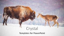  Presentation with bison - PPT layouts featuring european bison and deer in winter background and a white colored foreground