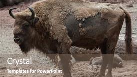  Presentation with bison - Presentation theme enhanced with european bison bison bonasus also background and a violet colored foreground