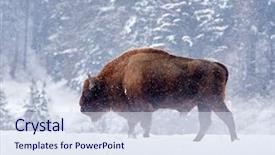  Presentation with bison - Cool new theme with european bison bison bonasus backdrop and a sky blue colored foreground