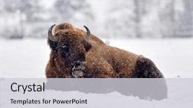  Presentation with bison - Theme with european bison bison bonasus background and a light gray colored foreground