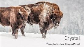  Presentation with bison - PPT theme enhanced with european-bison-bison-bonasus background and a white colored foreground