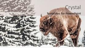  Presentation with bison - Colorful presentation design enhanced with european-bison-bison-bonasus backdrop and a soft green colored foreground