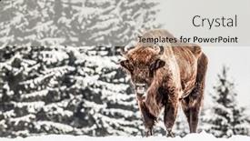  Presentation with bison - Presentation design enhanced with european-bison-bison-bonasus background and a light gray colored foreground