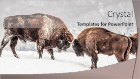  Presentation with bison - Amazing presentation theme having european-bison-bison-bonasus backdrop and a light gray colored foreground