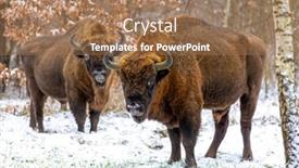  Presentation with forest winter - Slide deck consisting of european-bison-bison-bonasus background and a coral colored foreground