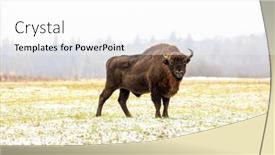  Presentation with bison - Beautiful theme featuring european-bison-bison-bonasus backdrop and a white colored foreground