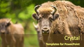  Presentation with bison - Slides consisting of european bison bison bonasus background and a tawny brown colored foreground