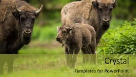  Presentation with bison - Theme consisting of european bison bison bonasus background and a gold colored foreground
