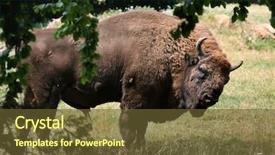  Presentation with bison - Beautiful presentation theme featuring european bison bison bonasus also known as the wisent or the european wood bison wild life animal backdrop and a tawny brown colored foreground