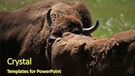  Presentation with bison - Slide set having european bison bison bonasus also known as the wisent or the european wood bison wild life animal background and a wine colored foreground