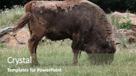  Presentation with bison - Beautiful PPT theme featuring european bison bison bonasus also known as the wisent or the european wood bison wild life animal backdrop and a seafoam green colored foreground