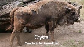  Presentation with bison - Amazing slide deck having european bison bison bonasus also known as the wisent or the european wood bison wild life animal backdrop and a violet colored foreground