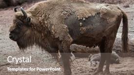  Presentation with bison - Audience pleasing presentation theme consisting of european bison bison bonasus also known as the wisent or the european wood bison wildlife animal backdrop and a gray colored foreground