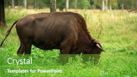  Presentation with bison - Audience pleasing PPT theme consisting of european-bison-in-the-russian backdrop and a tawny brown colored foreground