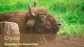  Presentation with bison - Slide set featuring european-bison-in-the-russian background and a tawny brown colored foreground