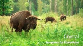  Presentation with bison - Cool new slide deck with european-bison-in-the-russian backdrop and a seafoam green colored foreground