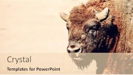  Presentation with bison - Colorful PPT layouts enhanced with european-bison-portrait-close-up backdrop and a lemonade colored foreground