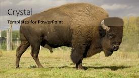  Presentation with bison - Presentation design with european bison background and a coral colored foreground