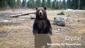  Presentation with brown bear - Presentation theme consisting of european-brown-bear-portrait background and a coral colored foreground