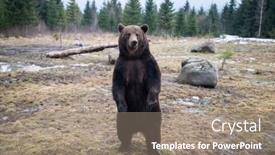  Presentation with brown bear - Beautiful PPT layouts featuring european-brown-bear-portrait backdrop and a coral colored foreground