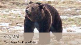  Presentation with wilderness - Audience pleasing slide deck consisting of european-brown-bear-portrait backdrop and a mint green colored foreground