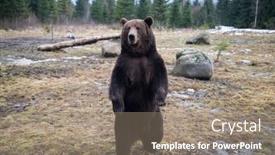  Presentation with wilderness - Amazing theme having european-brown-bear-portrait backdrop and a gray colored foreground