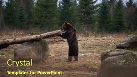  Presentation with wilderness - PPT layouts consisting of european-brown-bear-portrait background and a tawny brown colored foreground