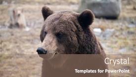  Presentation with wilderness - Beautiful slides featuring european-brown-bear-portrait backdrop and a coral colored foreground