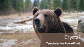  Presentation with brown bear - Theme with european-brown-bear-portrait background and a violet colored foreground