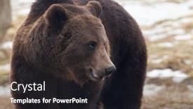  Presentation with brown bear - Colorful PPT layouts enhanced with european-brown-bear-portrait backdrop and a wine colored foreground