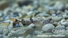  Presentation with bullhead - Beautiful theme featuring european-bullhead-cottus-gobio-wildlife backdrop and a gray colored foreground