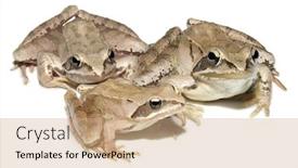 Presentation with frog - PPT theme with european-common-brown-frog-family background and a coral colored foreground