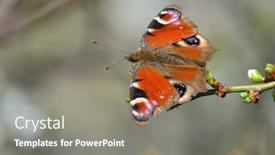  Presentation with peacock - Presentation theme featuring european-common-peacock-butterfly-aglais background and a gray colored foreground