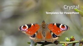  Presentation with peacock - Amazing presentation design having european-common-peacock-butterfly-aglais backdrop and a violet colored foreground