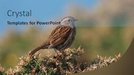  Presentation with sparrow - Presentation theme having european-dunnock-prunella-modularis-aka background and a light blue colored foreground